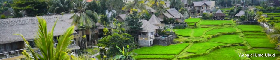 Wapa di Ume Ubud